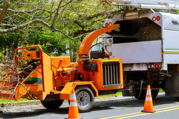 Leaf Removal in Siesta Shores, TX