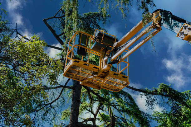 Best Hazardous Tree Removal  in Siesta Shores, TX