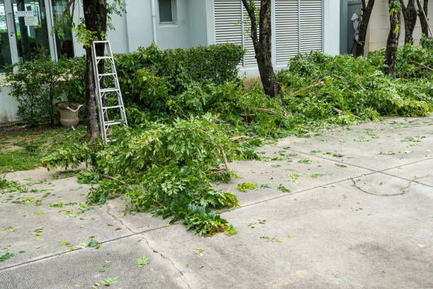 Best Tree Disease Treatment  in Siesta Shores, TX