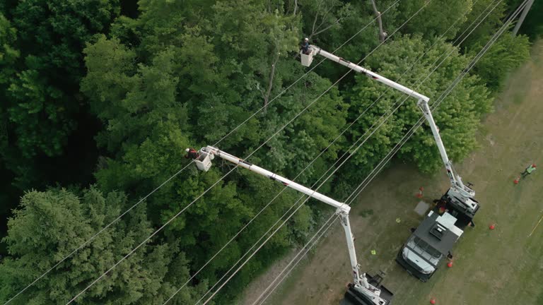 Best Tree Preservation Services  in Siesta Shores, TX