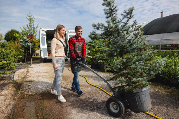 Best Tree Cabling and Bracing  in Siesta Shores, TX