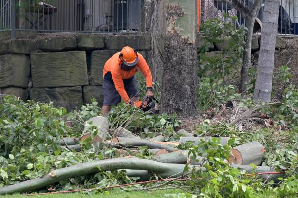 Trusted Siesta Shores, TX Tree Services Experts