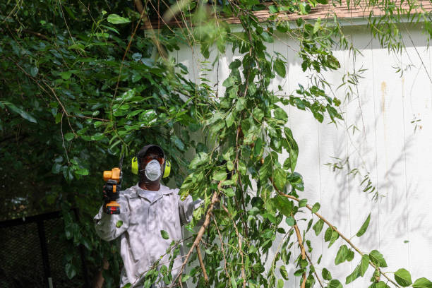 Best Pest Control for Lawns  in Siesta Shores, TX
